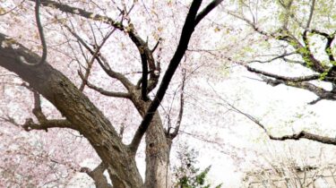 360°VRでお花見？日経VRアプリで桜の名所を眺める？！